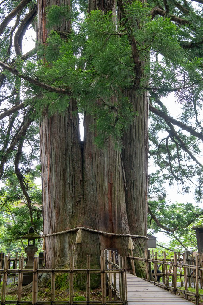 戸隠の三本杉(一)