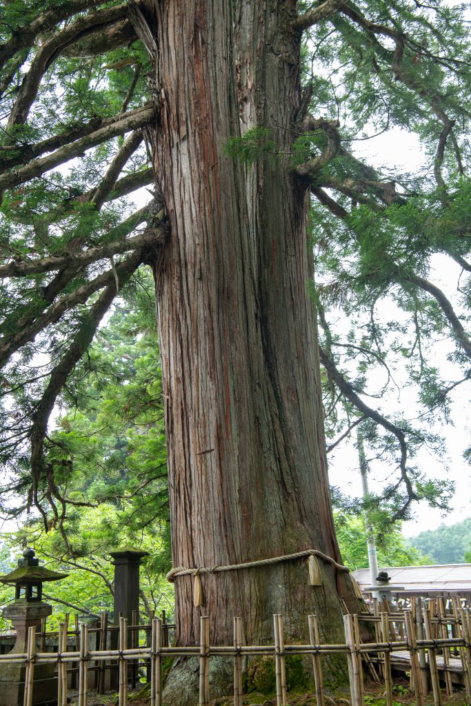 戸隠の三本杉(一)