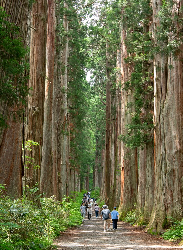 戸隠神社 奥社参道 杉並木
