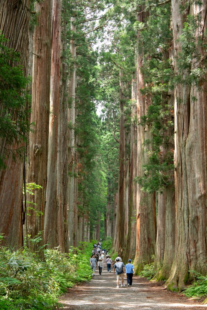 戸隠神社 奥社参道 杉並木