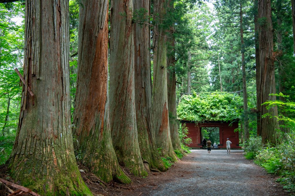 戸隠神社 奥社参道 杉並木 – 巨木の世界