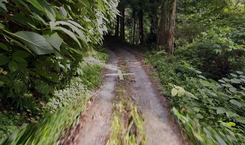 地蔵ケ平のスダジイ