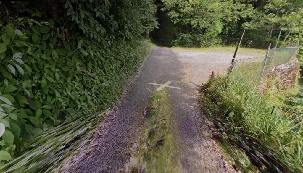 地蔵ケ平のスダジイ