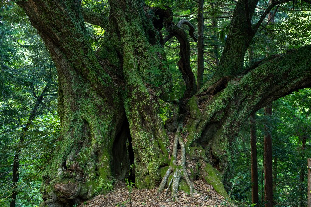 地蔵ケ平のスダジイ