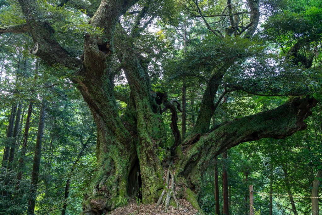 地蔵ケ平のスダジイ