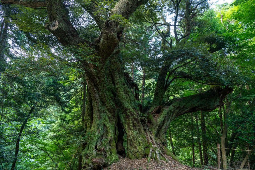 地蔵ケ平のスダジイ