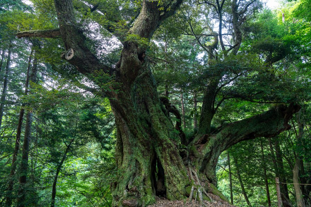 地蔵ケ平のスダジイ