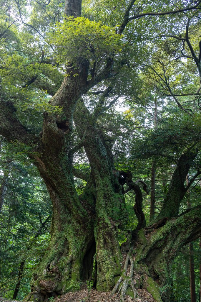 地蔵ケ平のスダジイ