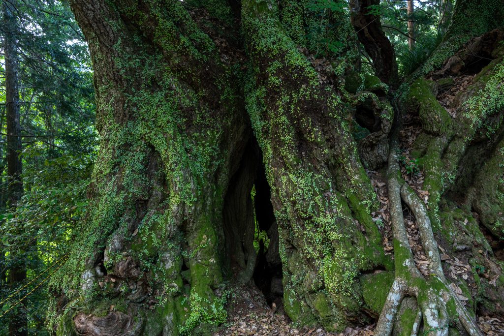 地蔵ケ平のスダジイ