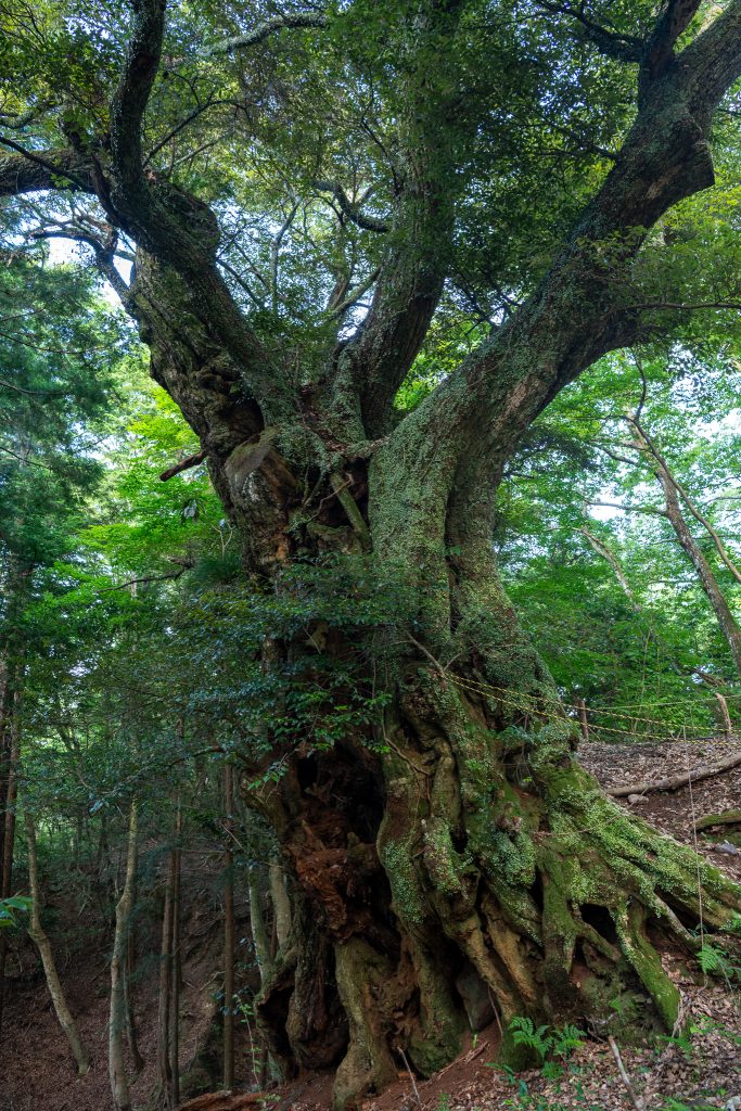 地蔵ケ平のスダジイ
