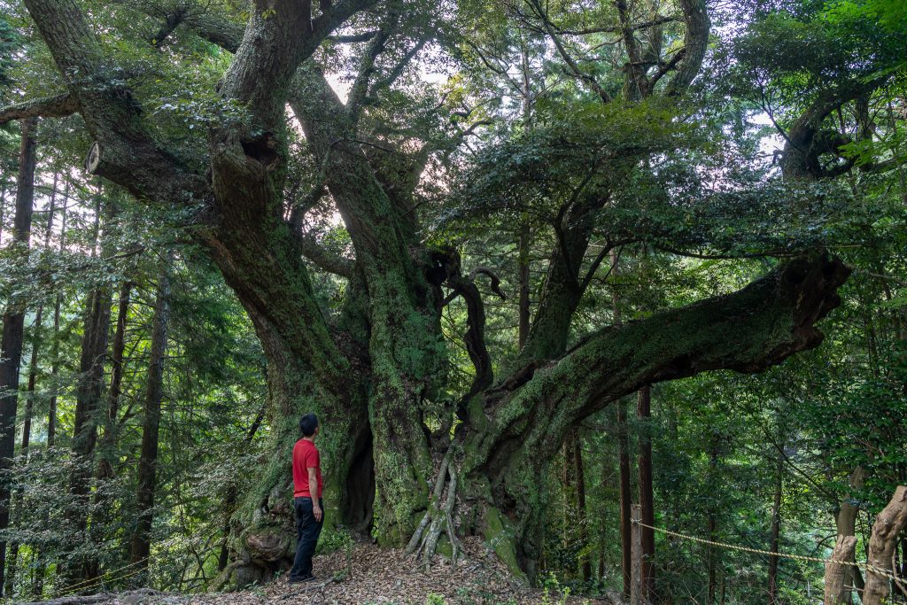 地蔵ケ平のスダジイ