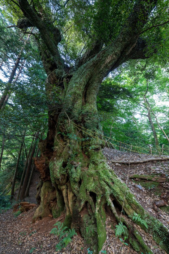地蔵ケ平のスダジイ