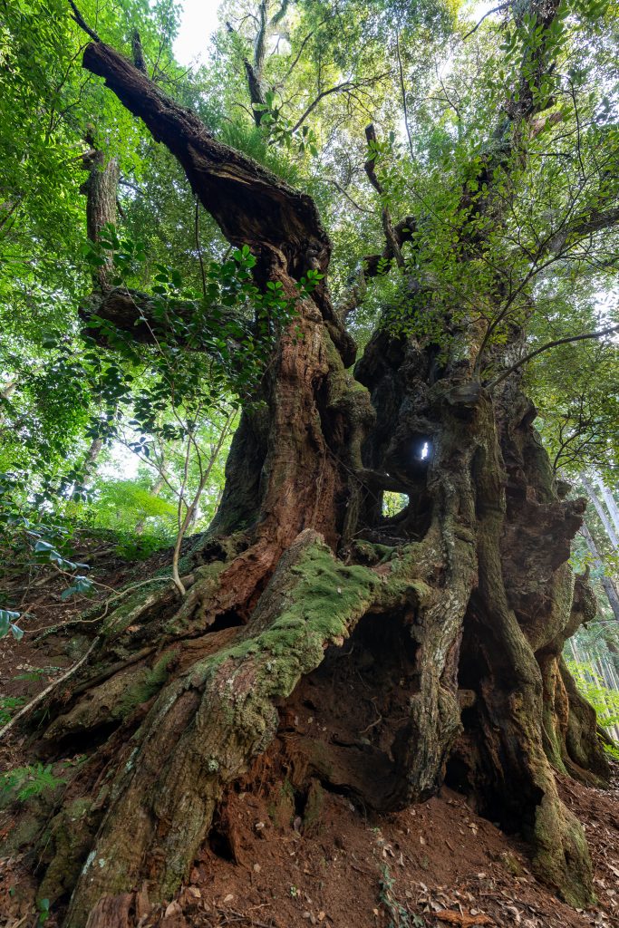 地蔵ケ平のスダジイ