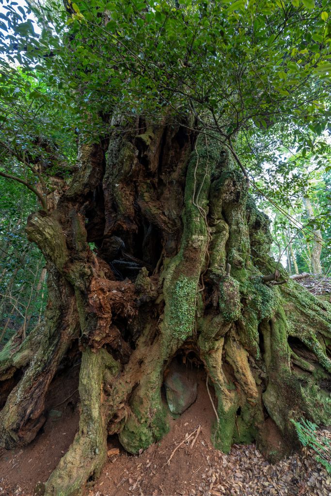 地蔵ケ平のスダジイ