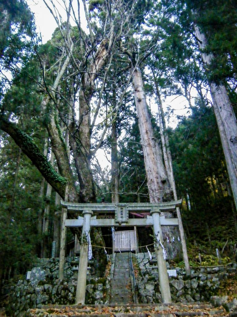 神坂神社の日本杉
