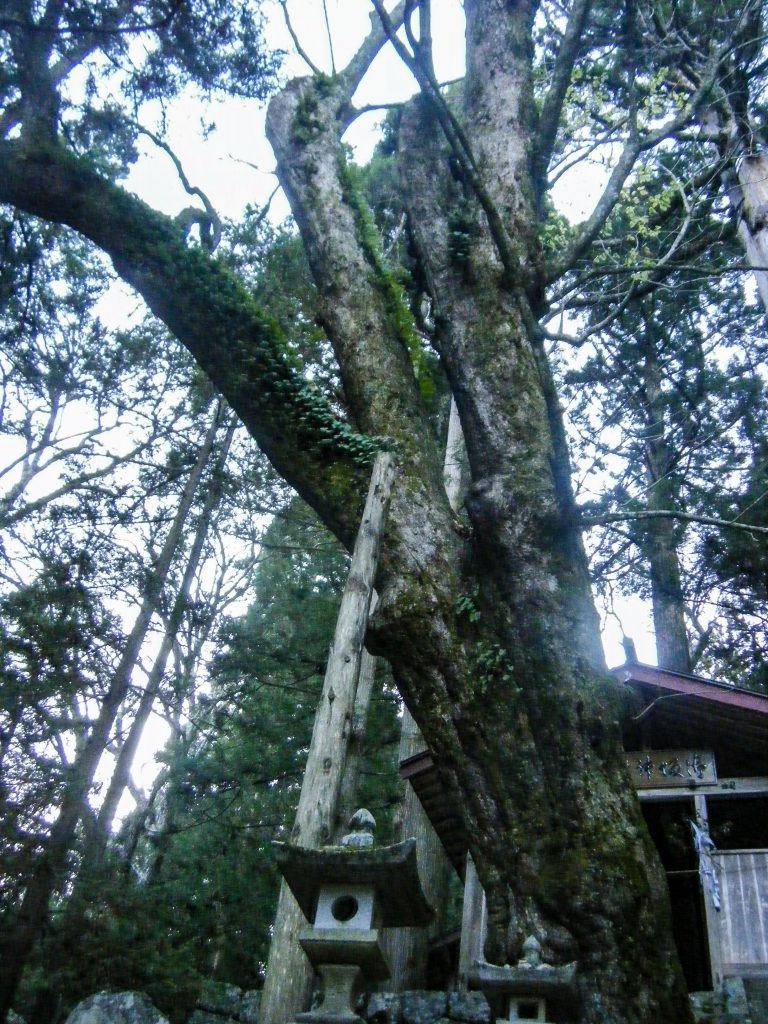 神坂神社のトチノキ