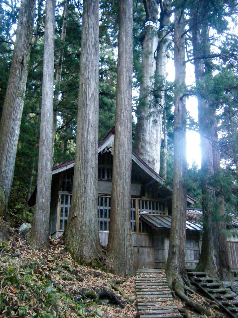 神坂神社の日本杉