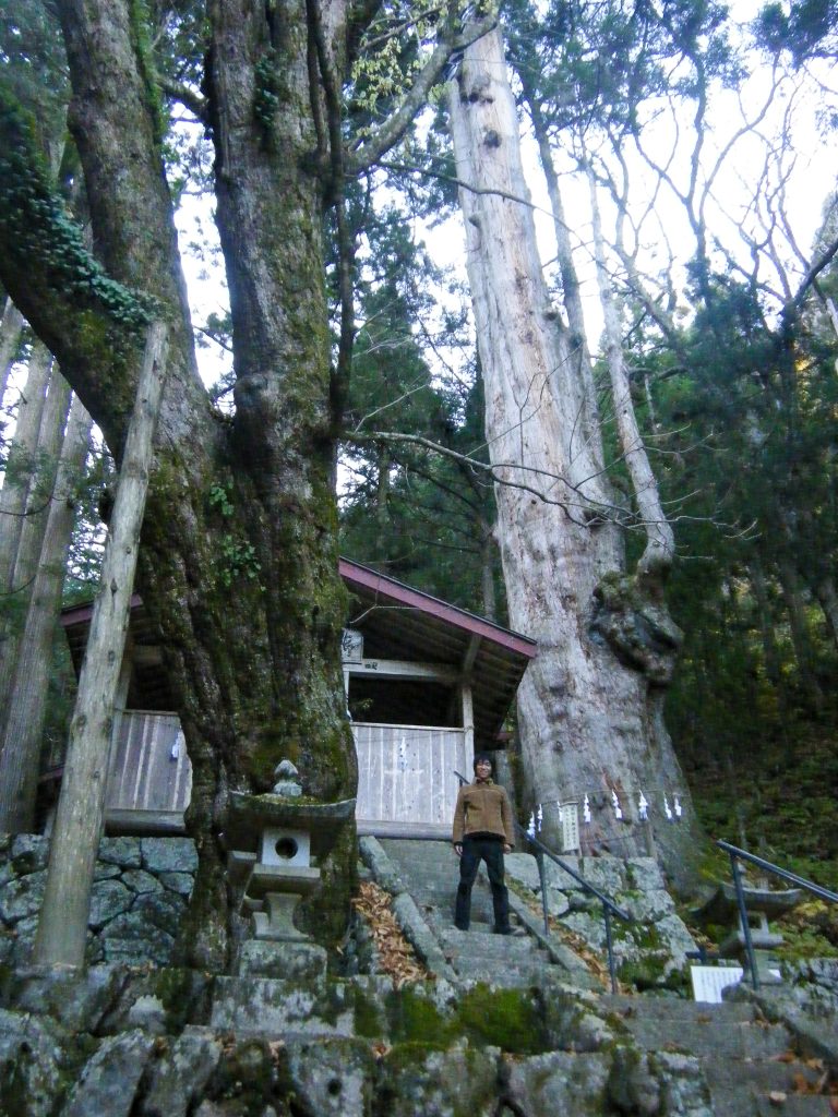 神坂神社の日本杉