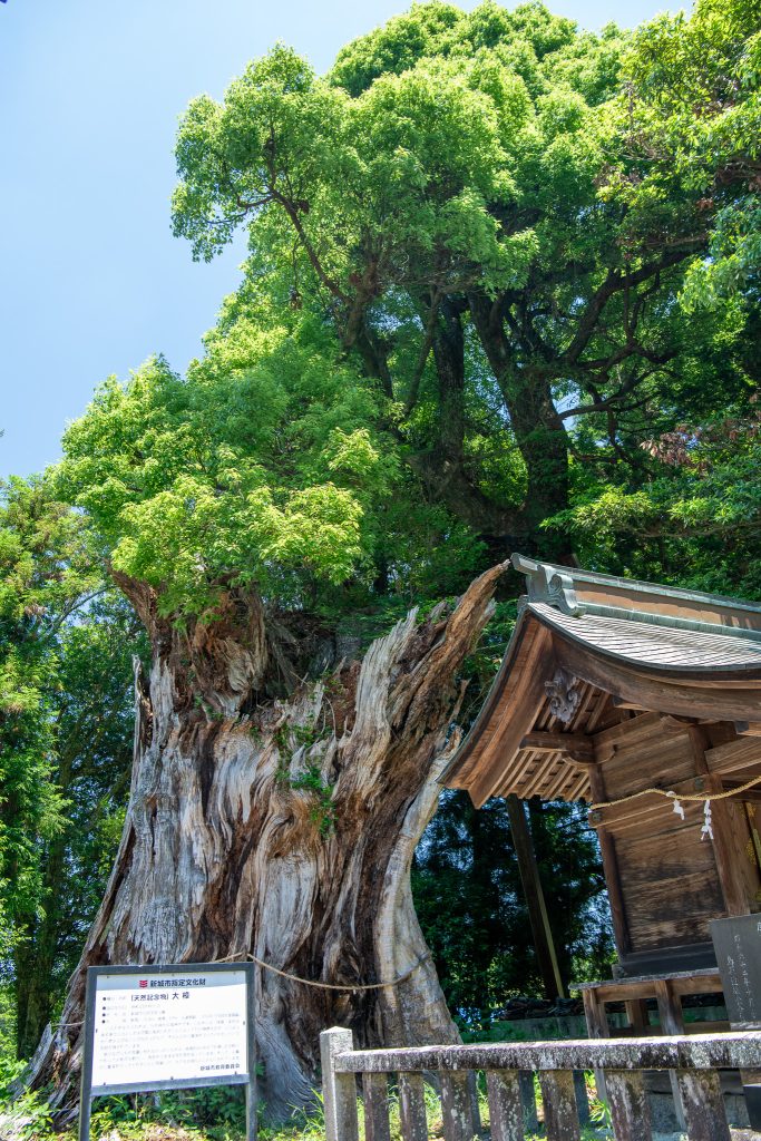 日吉神社の大クス