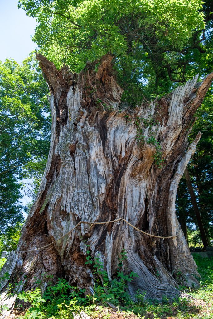 日吉神社の大クス