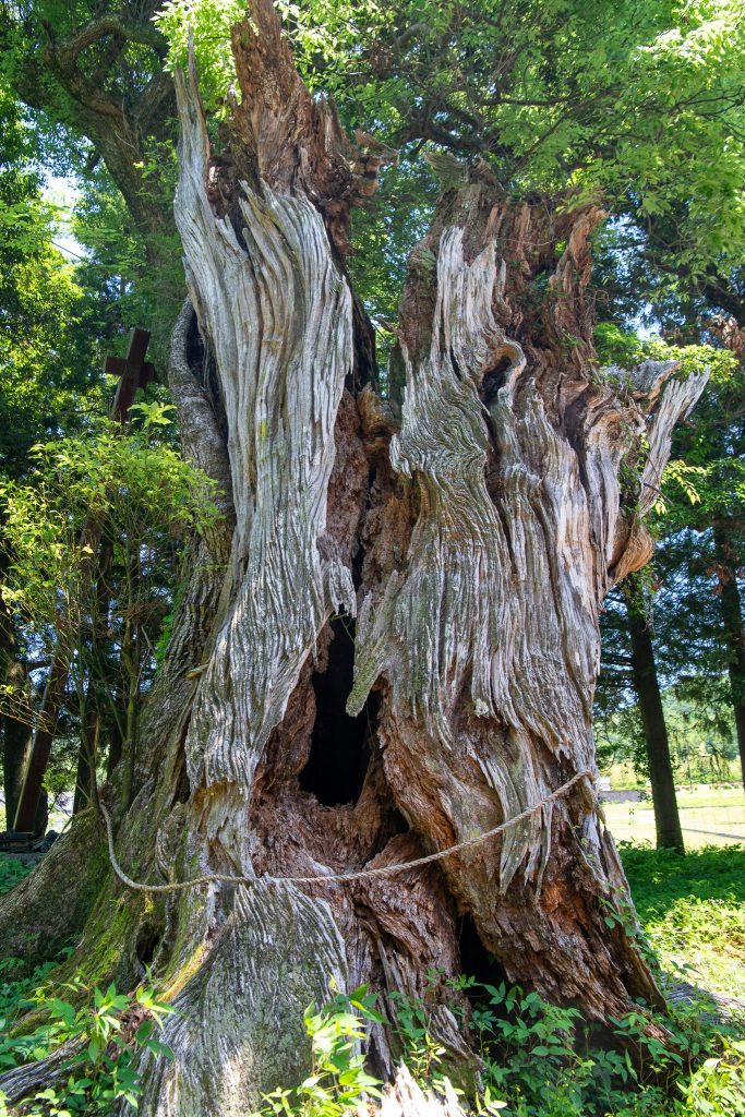 日吉神社の大クス