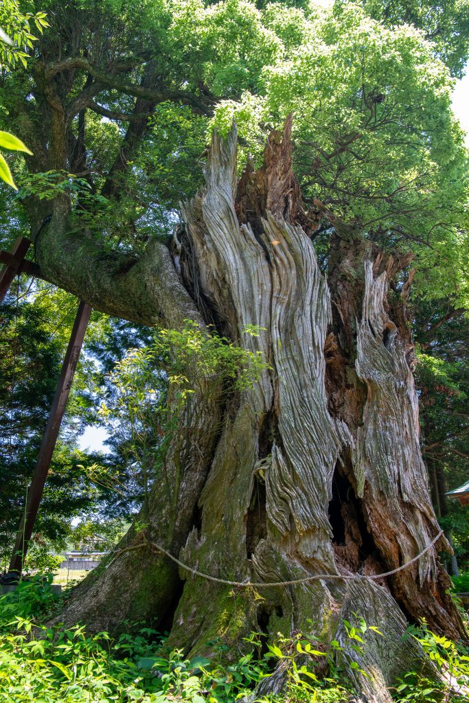 日吉神社の大クス