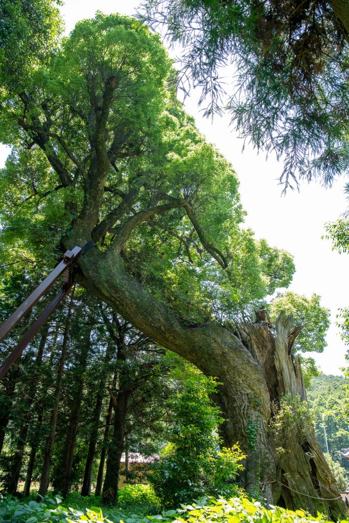 日吉神社の大クス