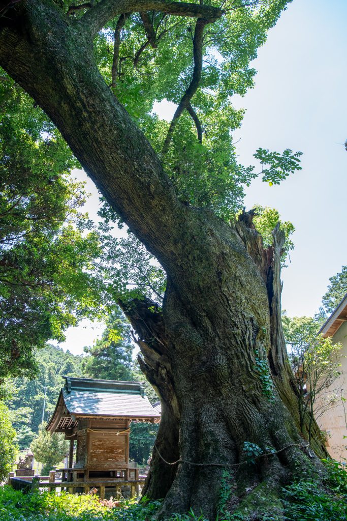 日吉神社の大クス