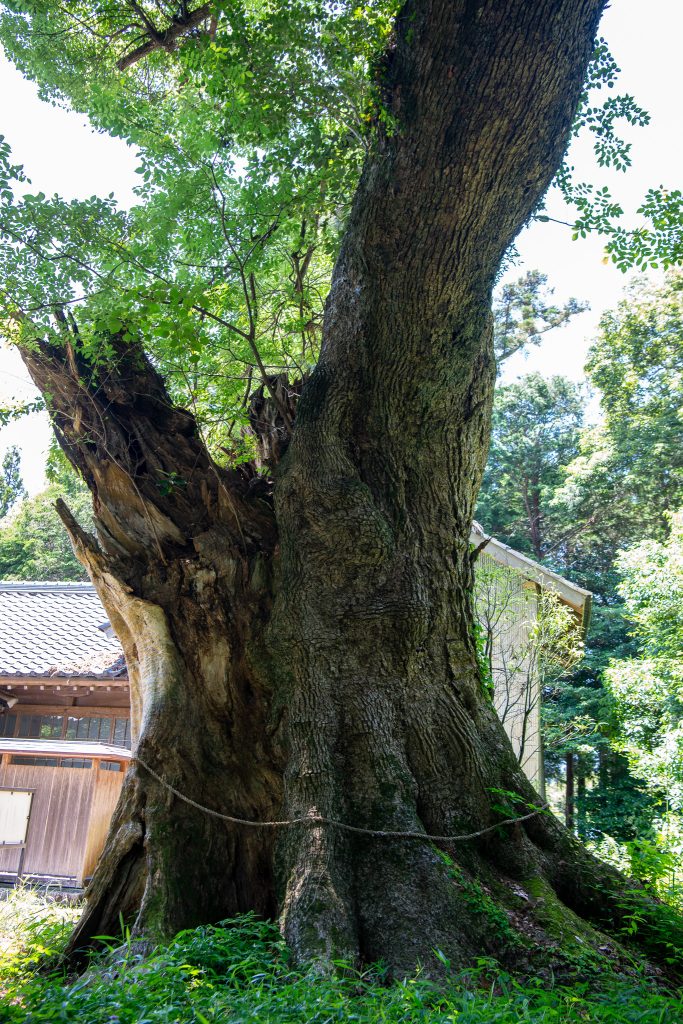 日吉神社の大クス