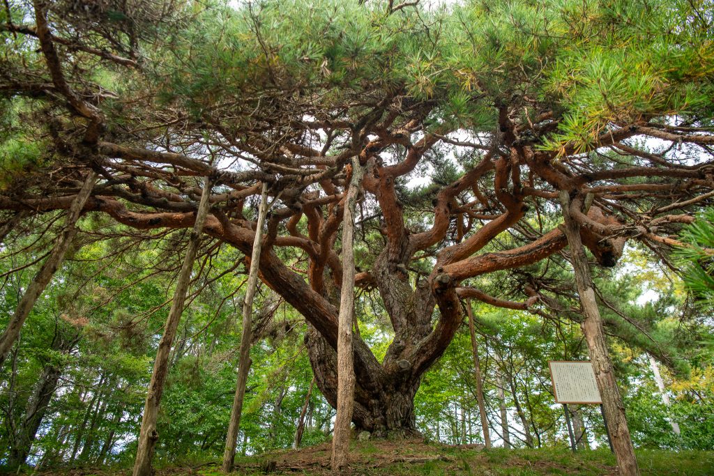 溝口のカラカサ松