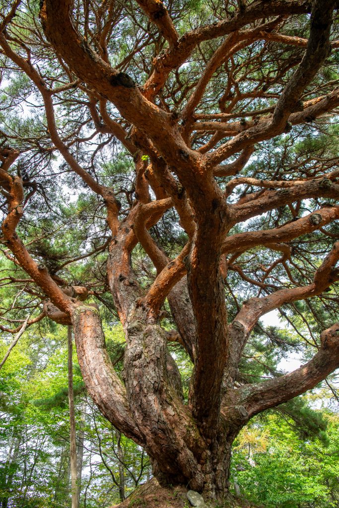 溝口のカラカサ松