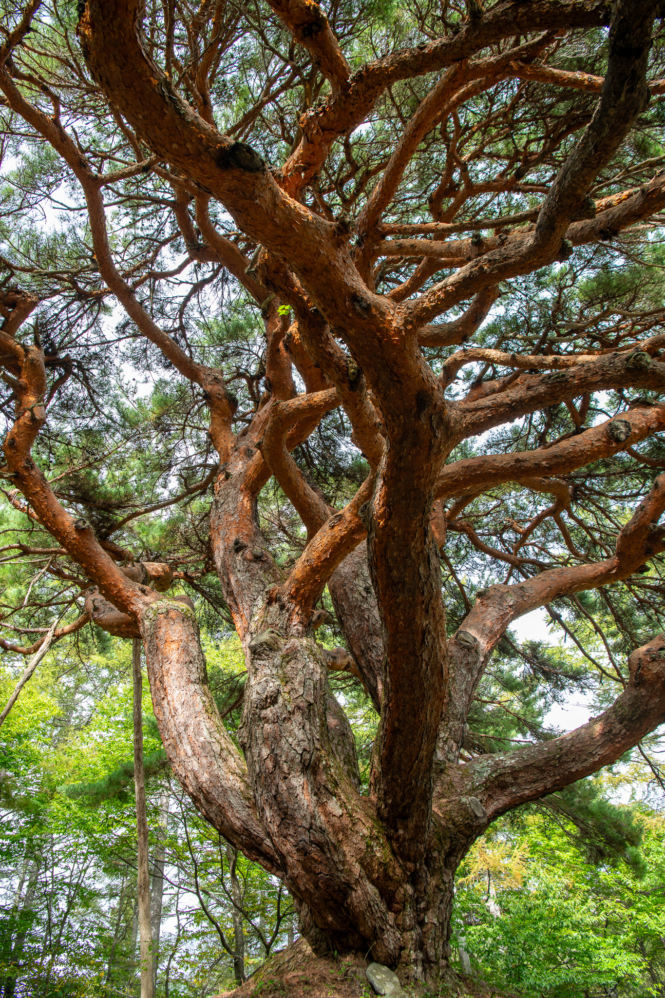溝口のカラカサ松 – 巨木の世界