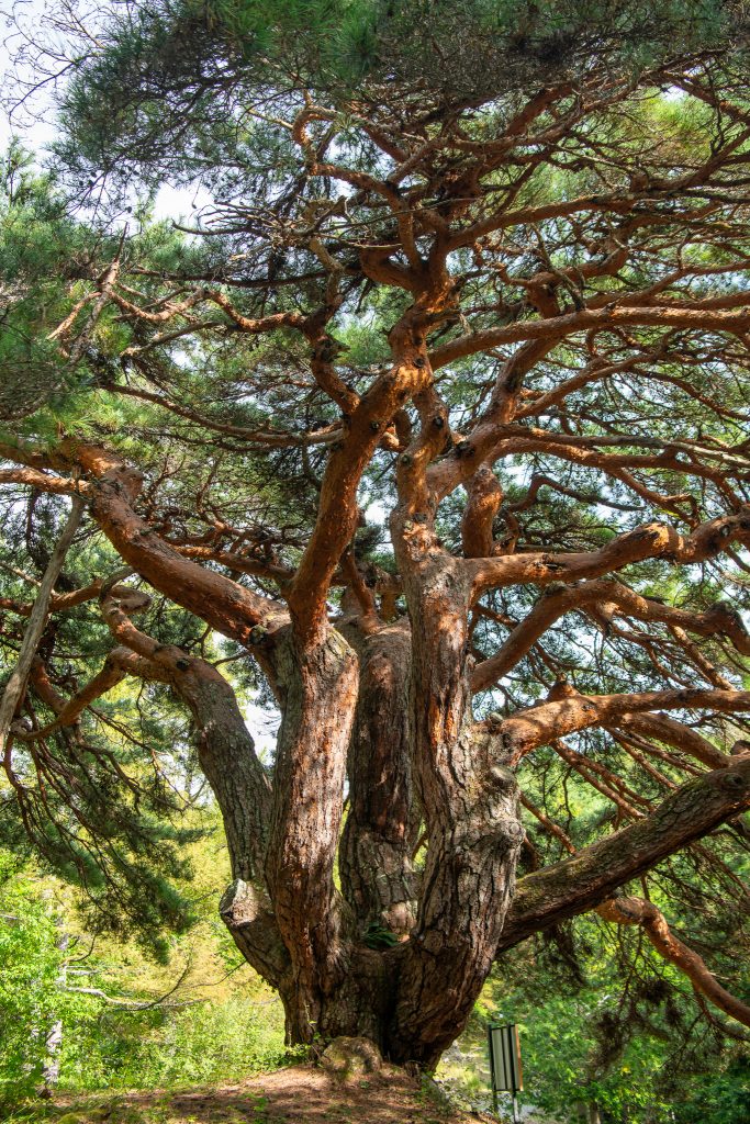 溝口のカラカサ松