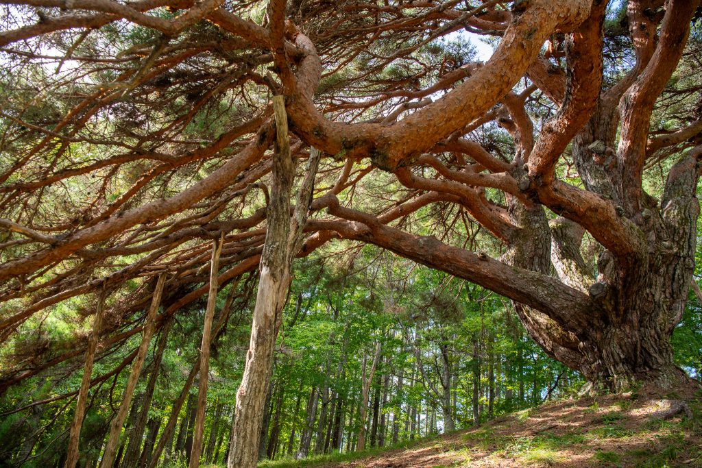 溝口のカラカサ松