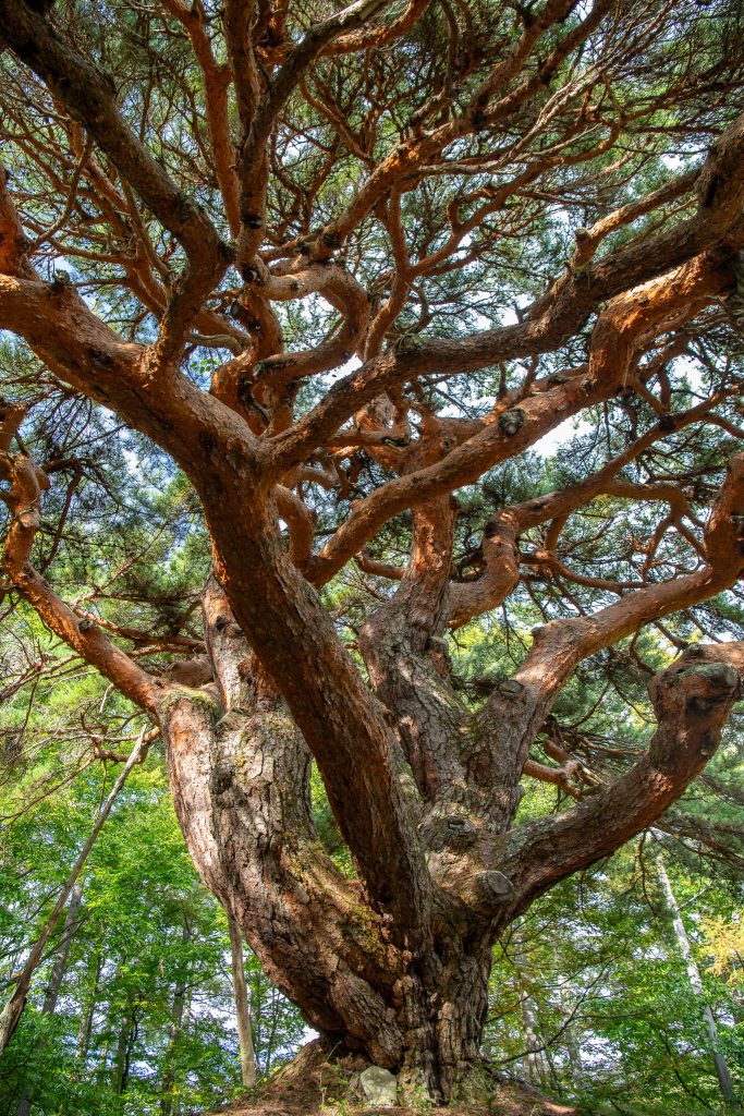 溝口のカラカサ松