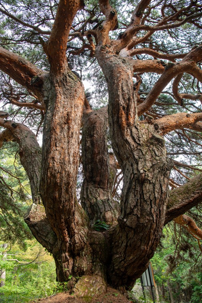 溝口のカラカサ松