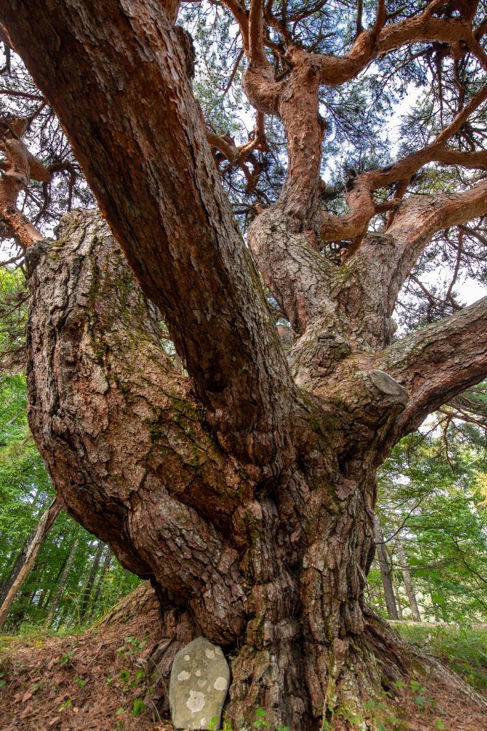 溝口のカラカサ松
