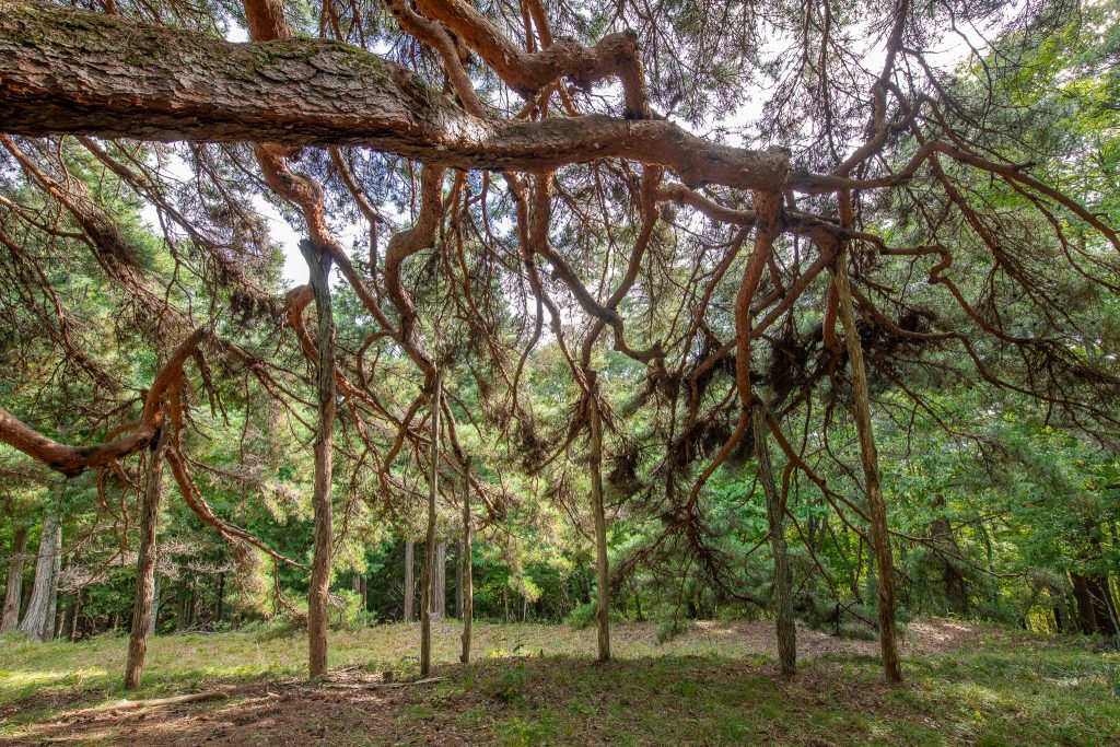 溝口のカラカサ松