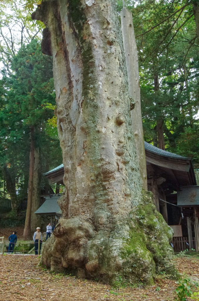 贄掛の大欅