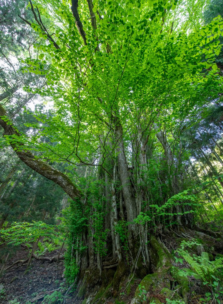 大古井の千本カツラ