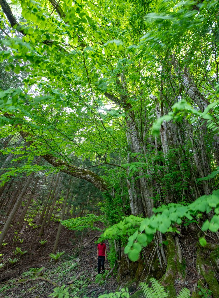 大古井の千本カツラ