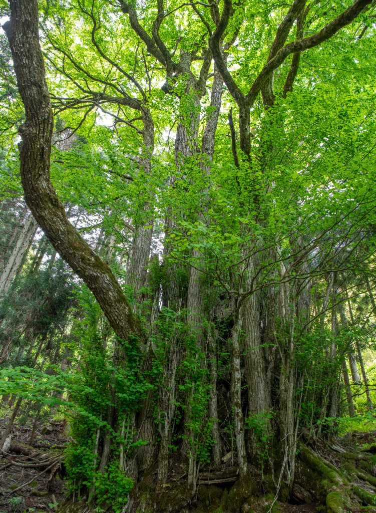大古井の千本カツラ