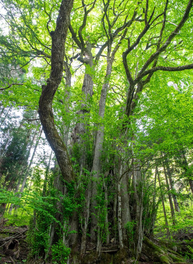大古井の千本カツラ