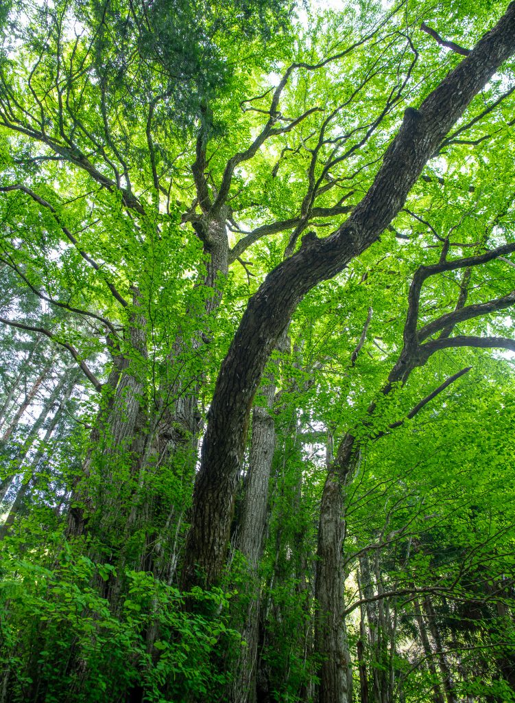 大古井の千本カツラ