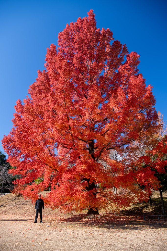 三重県民の森 フウの木