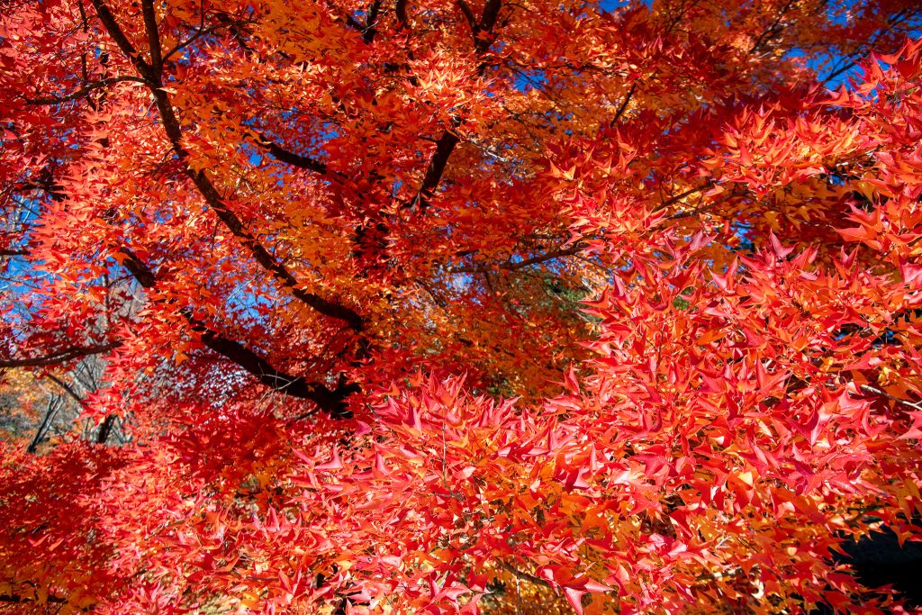 三重県民の森 フウの木