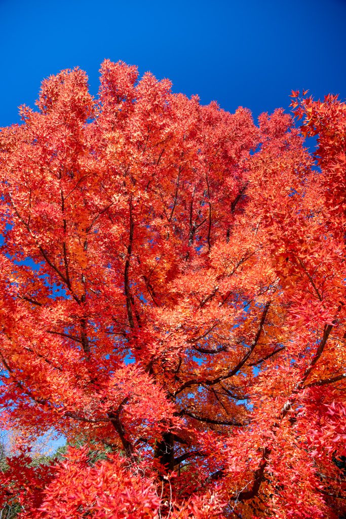 三重県民の森 フウの木