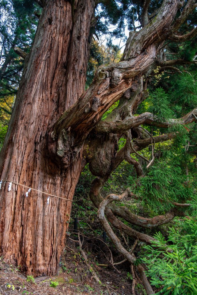 鳴尾の熊野神社大スギ