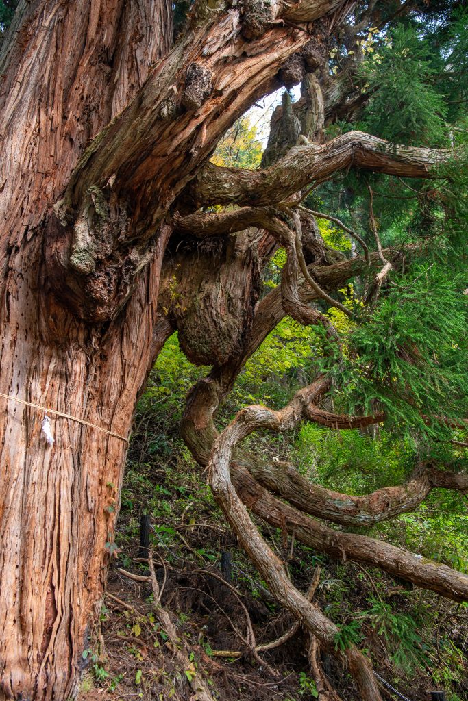 鳴尾の熊野神社大スギ