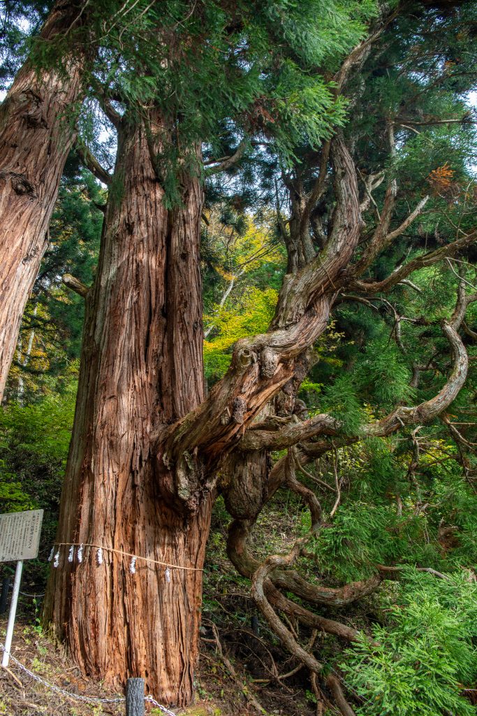 鳴尾の熊野神社大スギ